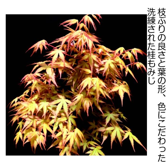 即日出荷可 もみじ 桂もみじ盆栽《絶景紅葉》樹齢7年「極美葉と太幹