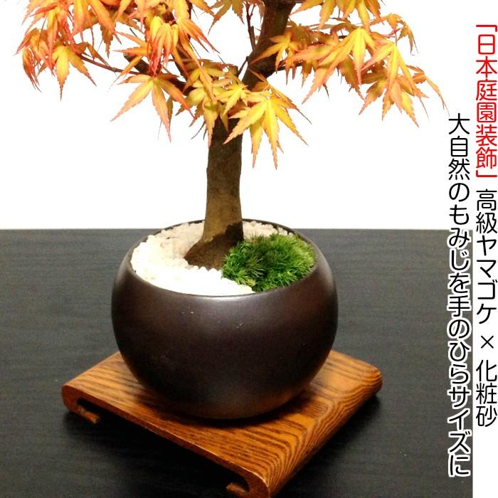 即日出荷可 もみじ 桂もみじ盆栽《絶景紅葉》樹齢7年「極美葉と 即日出荷可 もみじ 桂もみじ盆栽《絶景紅葉》樹齢7年「極美葉と