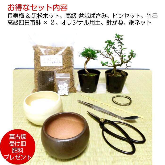 盆栽 松 梅 初心者 入門セット 道具セット 室内 趣味 誕生日 ギフト