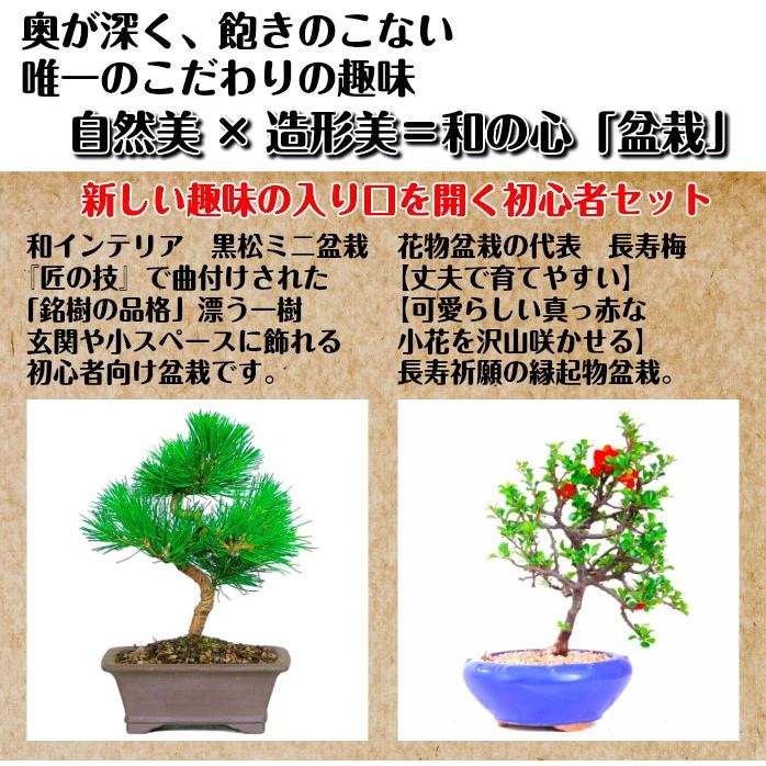 盆栽 松 梅 初心者 入門セット 道具セット 室内 趣味 誕生日 ギフト