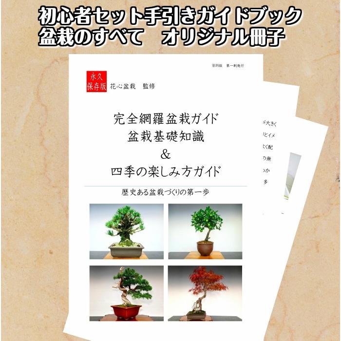 みさきとまと　梅盆栽　４本まとめ みさきとまと様 専用 梅盆栽 4本まとめ 盆栽 松 梅 初心者 入門セット