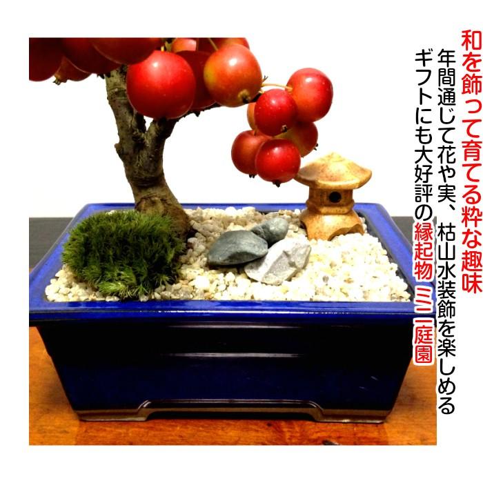 盆栽 ミニ 即日出荷可 枯山水 姫りんご盆栽 樹齢5年 極太幹樹形美の実