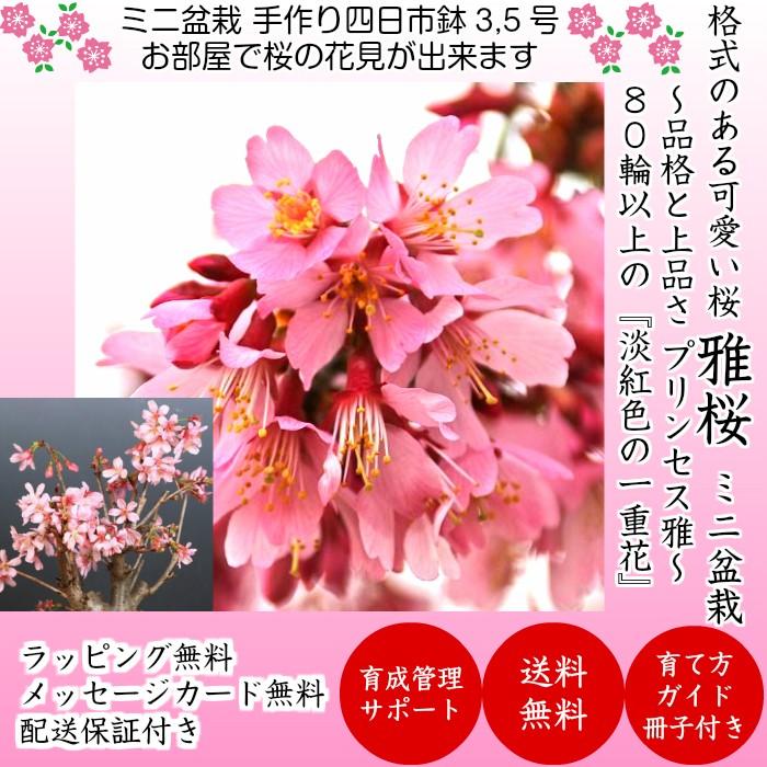 盆栽 桜 雅桜sakura Sランク特上 極太幹の中輪一重咲き 樹齢3年 高級