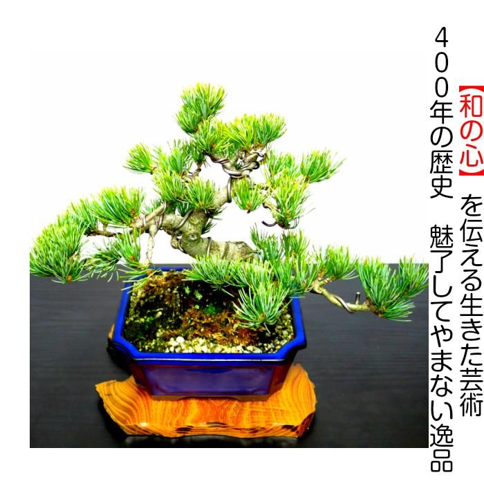 盆栽 松 五葉松 富士山をイメージした五葉松盆栽《富士五葉松》樹齢10 