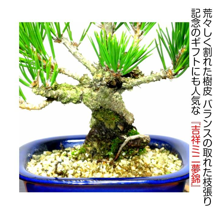 盆栽 松 樹齢5年 渾身の傑作 夢錦 黒松 ミニ錦松 飾りやすく育て 盆栽 松 樹齢5年 渾身の傑作 夢錦 黒松 ミニ錦松 飾りやすく育て
