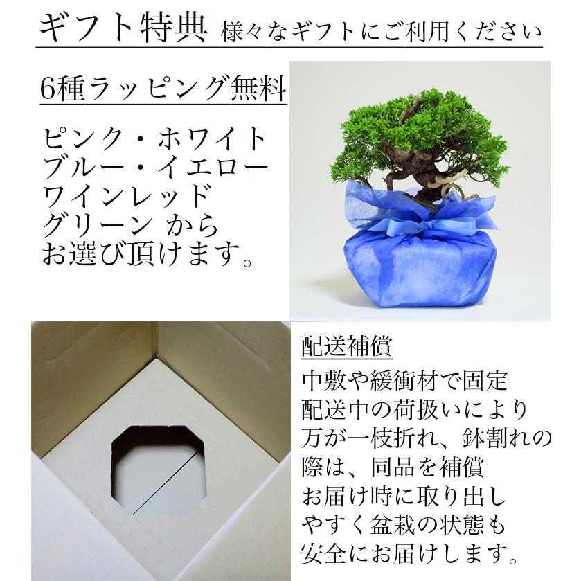 盆栽 松 樹齢5年 渾身の傑作 夢錦 黒松 ミニ錦松 飾りやすく育てやすい