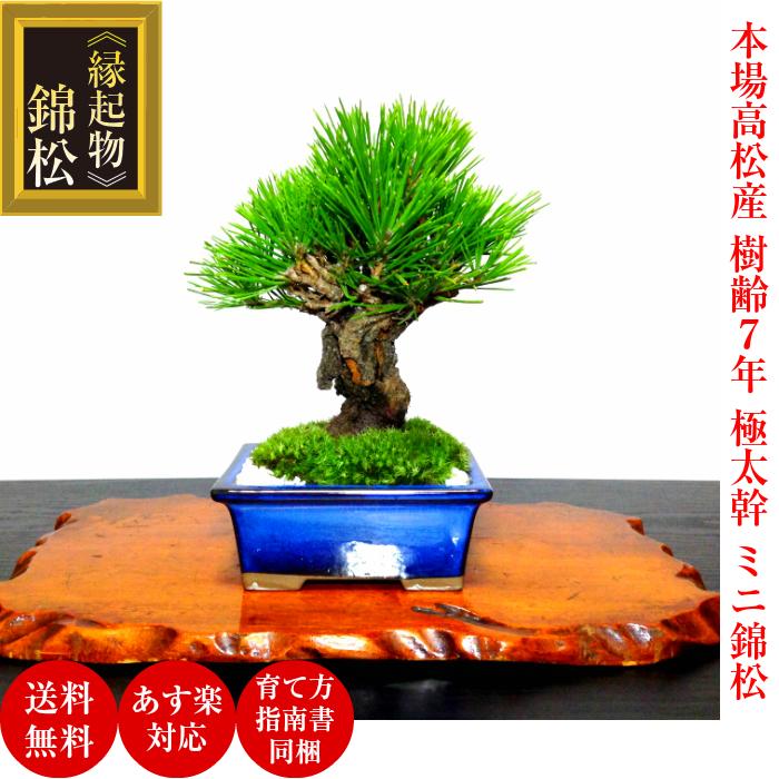 即日出荷 盆栽 松 樹齢7年 渾身の傑作 太幹 夢錦 錦松 極太幹 樹 即日出荷 盆栽 松 樹齢7年 渾身の傑作 太幹 夢錦 錦松 極太幹 樹