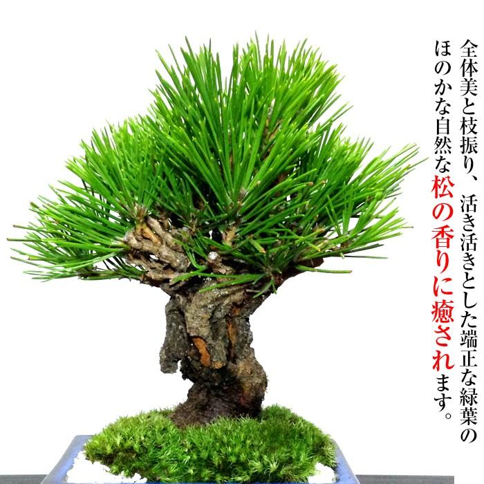 即日出荷 盆栽 松 樹齢7年 渾身の傑作 太幹 夢錦 錦松 極太幹 樹 即日出荷 盆栽 松 樹齢7年 渾身の傑作 太幹 夢錦 錦松 極太幹 樹
