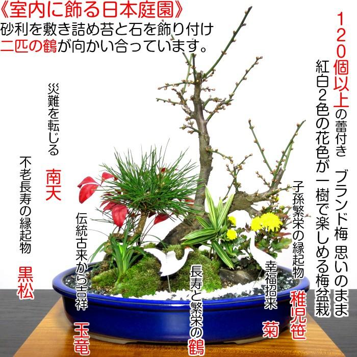 盆栽 梅 紅白梅 松竹梅 室内 初心者 誕生日 ギフト 癒し 趣味 フラワーギフト Wb 和心盆栽 通販 Yahoo ショッピング