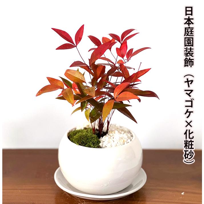 829 盆栽　盆栽鉢　植木鉢　和鉢 楽天市場】【セール】和鉢 盆栽鉢 [173-010] 12個セット 染付鉢 皿付