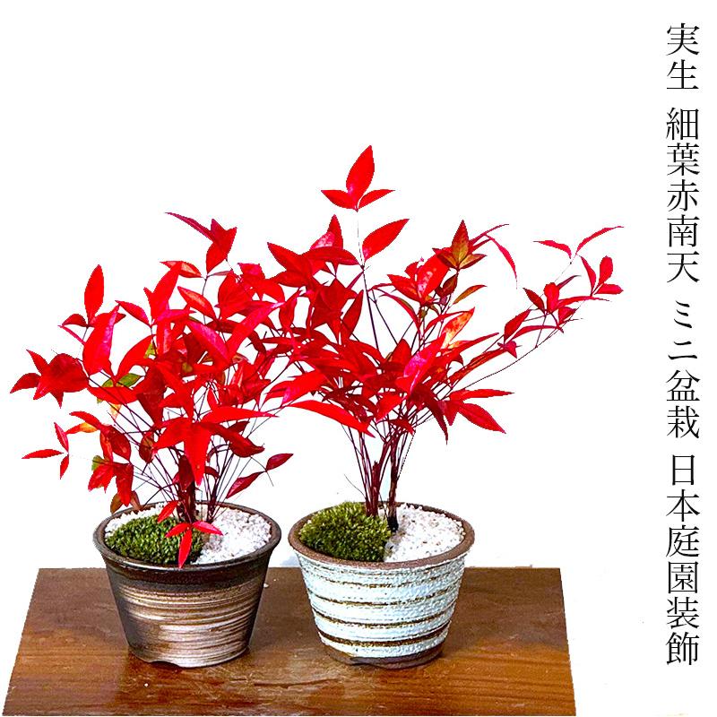 盆栽 七福南天 希少 実生 細葉赤南天 瀬戸焼3,5号 縁起物 鉢植え