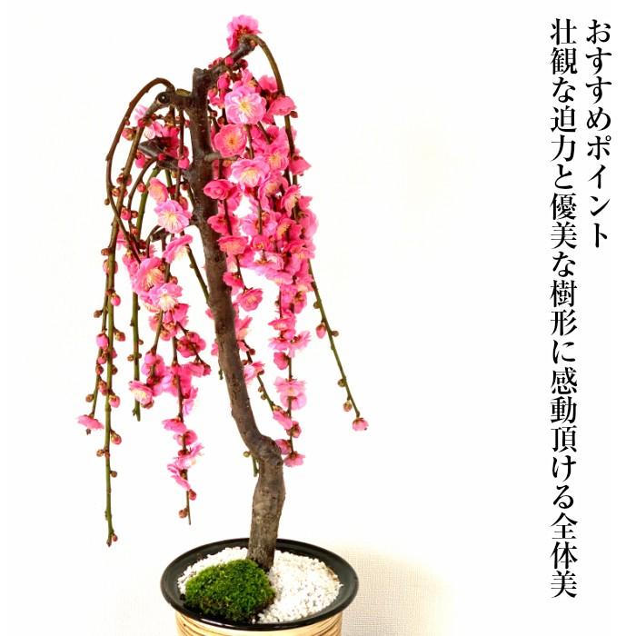 盆栽 梅 枝垂れ梅 しだれ梅 0前後の蕾付 盆栽 初心者 室内 ミニ 趣味 ギフト Wbc 和心盆栽 通販 Yahoo ショッピング