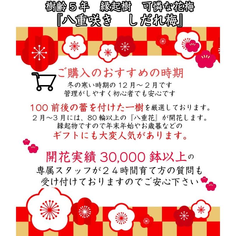 盆栽 梅 枝垂れ梅 しだれ梅 0前後の蕾付 盆栽 初心者 室内 ミニ 趣味 ギフト Wbc 和心盆栽 通販 Yahoo ショッピング