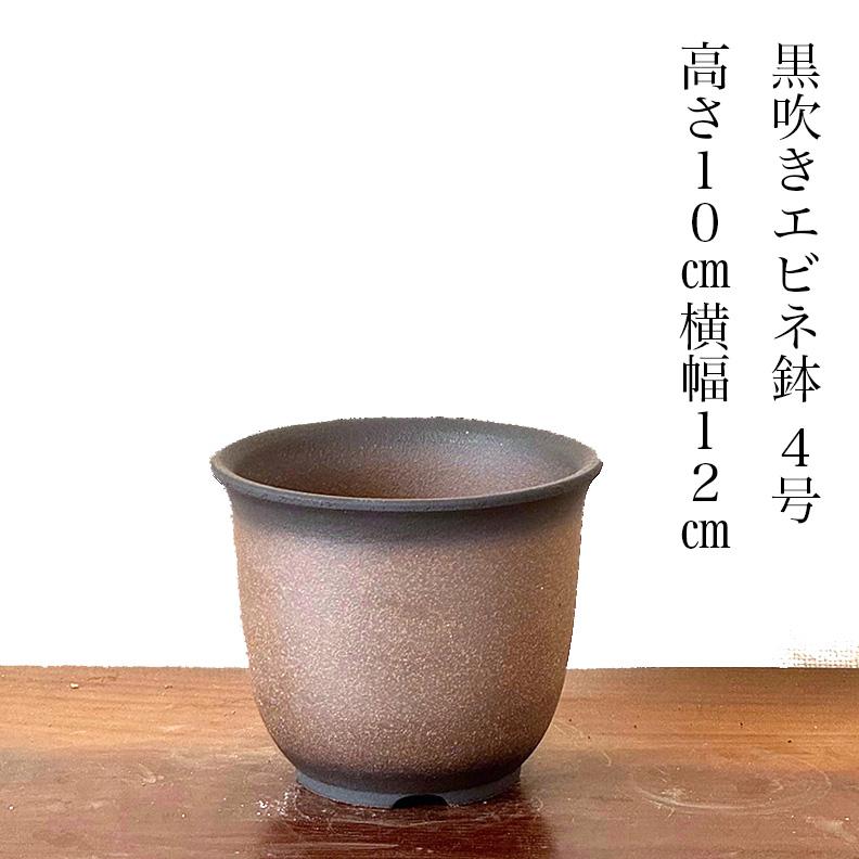 盆栽 梅 2月下旬開花予定 枝垂れ梅 しだれ梅 100前後の蕾付 初心者