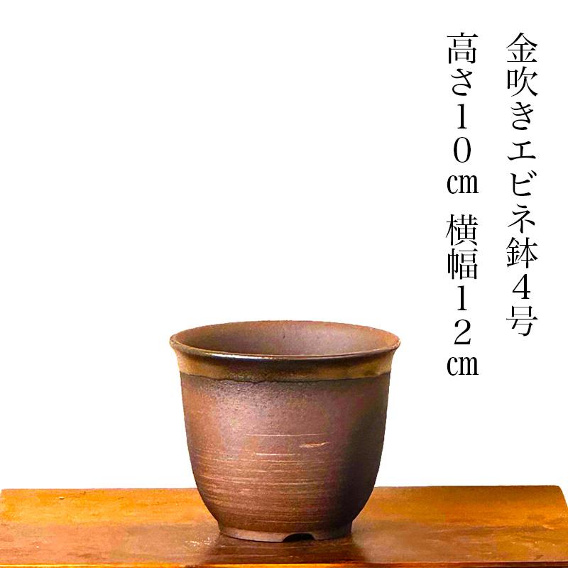 盆栽 梅 2月下旬開花予定 枝垂れ梅 しだれ梅 100前後の蕾付 初心者