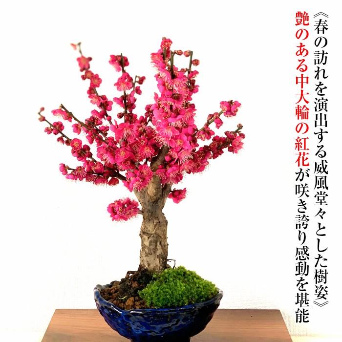 盆栽 梅 紅梅 希少 大盃梅 小品盆栽 室内 初心者 おしゃれ植物 盆栽 梅 紅梅 希少 大盃梅 小品盆栽 室内 初心者 おしゃれ植物