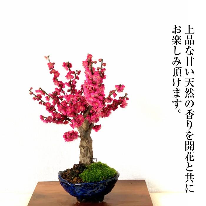 楽天市場】【花雅シリーズ】苔玉と梅の盆栽風アレンジ ギフト