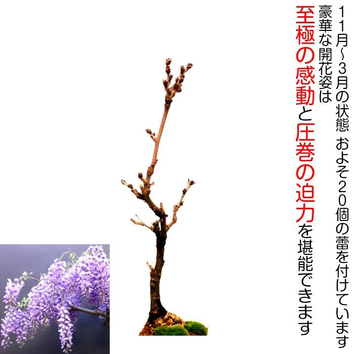 盆栽 藤 室内 初心者 趣味 フラワーギフト 観葉食物 誕生日 盆栽 ギフト あす楽 プレゼント 母の日 Wbb 和心盆栽 通販 Yahoo ショッピング