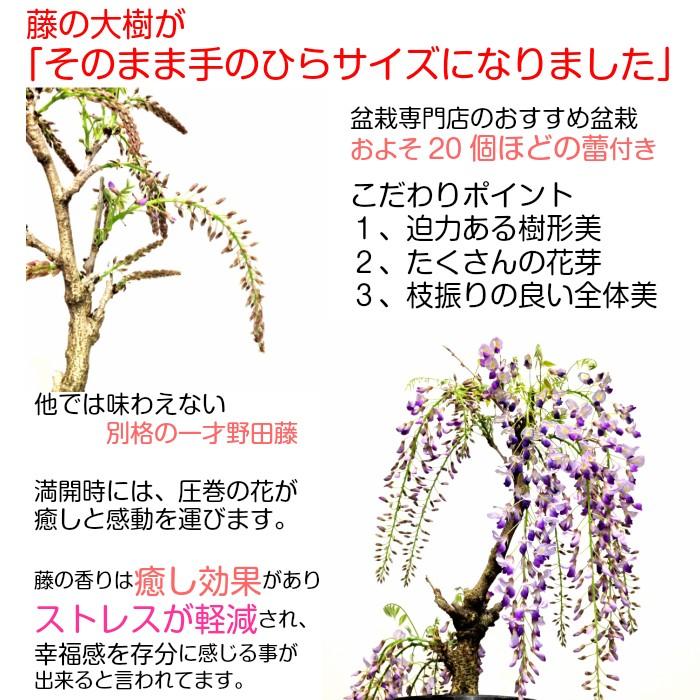 盆栽 一才藤 ギフト無料 開花終了 樹齢7年 野田藤 15個前後の蕾 高級