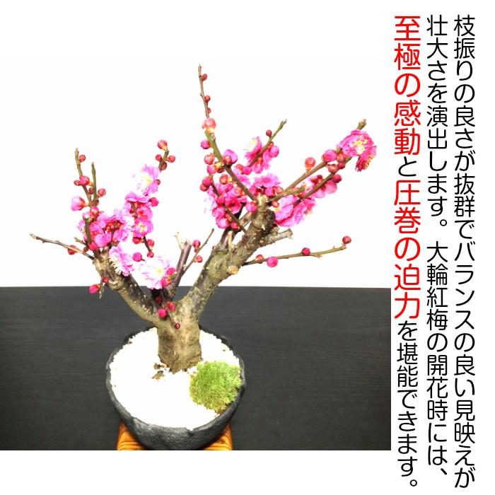 盆栽 梅 紅花梅 80〜100個以上の花芽付 ギフト 誕生日 正月飾り 盆栽 梅 紅花梅 80〜100個以上の花芽付 ギフト 誕生日 正月飾り