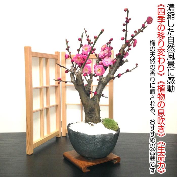 盆栽 梅 紅花梅 80〜100個以上の花芽付 ギフト 誕生日 正月飾り 盆栽 梅 紅花梅 80〜100個以上の花芽付 ギフト 誕生日 正月飾り