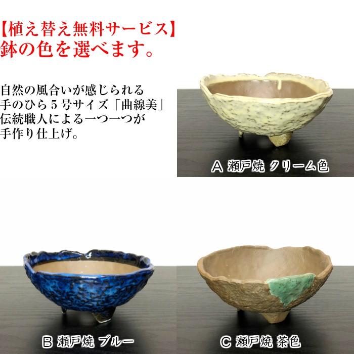 盆栽 梅 紅花梅 80〜100個以上の花芽付 ギフト 誕生日 正月飾り 盆栽 梅 紅花梅 80〜100個以上の花芽付 ギフト 誕生日 正月飾り
