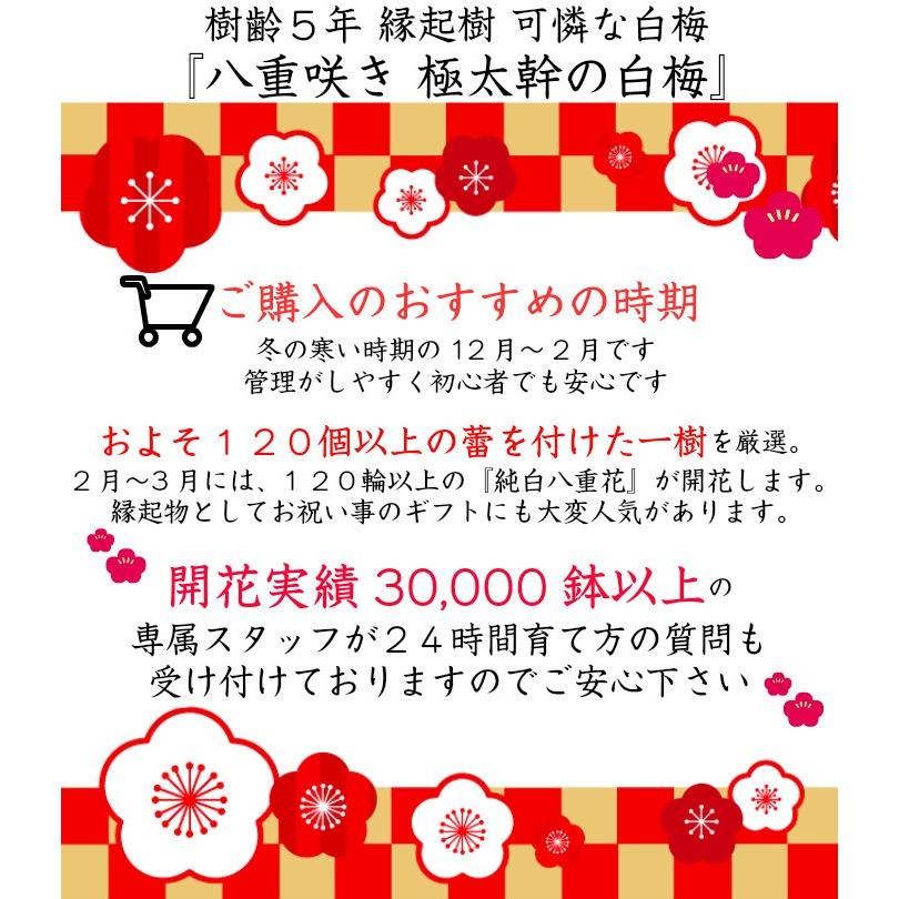 盆栽 梅 白花梅 初心者 室内 おしゃれ植物 インテリア 誕生日 ギフト フラワーギフト Wb 和心盆栽 通販 Yahoo ショッピング