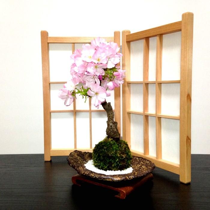 苔玉 桜 盆栽 牡丹桜 八重桜 室内 初心者 ミニ盆栽 誕生日 プレゼント ギフト 癒し 観葉 :wb00125:和心盆栽 - 通販 - Yahoo!ショッピング 苔玉 桜 盆栽 牡丹桜 八重桜 室内 初心者 ミニ盆栽 誕生日 プレゼント ギフト 癒し 観葉 :wb00125:和心盆栽 - 通販 - Yahoo!ショッピング