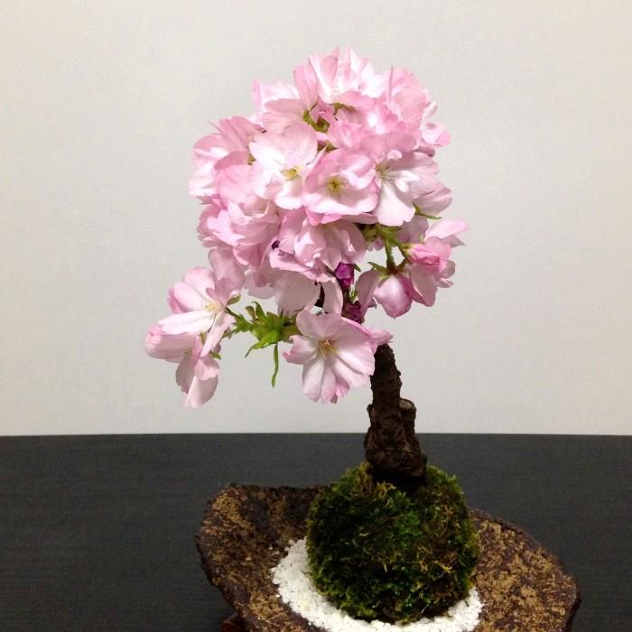 苔玉 桜 盆栽 牡丹桜 八重桜 室内 初心者 ミニ盆栽 誕生日 プレゼント ギフト 癒し 観葉 Wb 和心盆栽 通販 Yahoo ショッピング