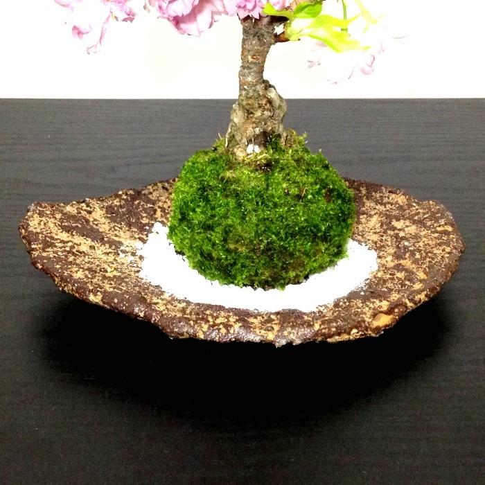 苔玉 桜 盆栽 牡丹桜 八重桜 室内 初心者 ミニ盆栽 誕生日 プレゼント ギフト 癒し 観葉 :wb00125:和心盆栽 - 通販 - Yahoo!ショッピング 苔玉 桜 盆栽 牡丹桜 八重桜 室内 初心者 ミニ盆栽 誕生日 プレゼント ギフト 癒し 観葉 :wb00125:和心盆栽 - 通販 - Yahoo!ショッピング