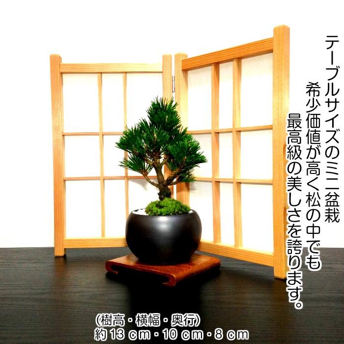 盆栽 寿松 長寿梅 初心者 入門セット 盆栽セット 室内 趣味 誕生日