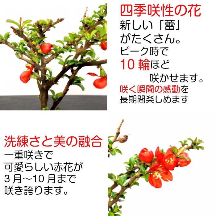 盆栽 寿松 長寿梅 初心者 入門セット 盆栽セット 室内 趣味 誕生日