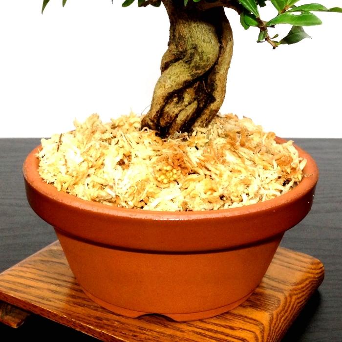 盆栽 ざくろ 室内 初心者 おしゃれ観葉 シンボルツリー 誕生日 ギフト