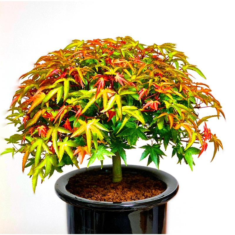 もみじ　盆栽 盆栽初心者です。 針金かけの記録。もみじ🍁 #盆栽 #盆栽初心者