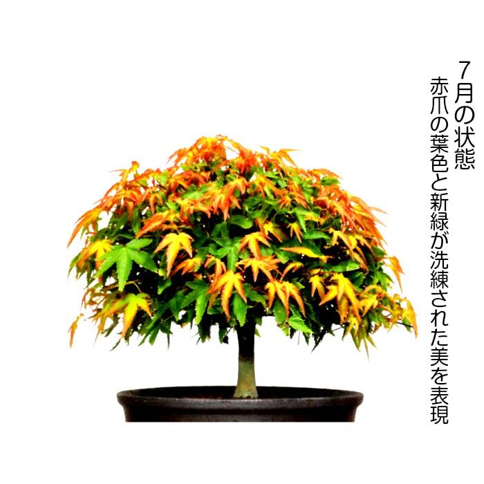 もみじ 盆栽 即日出荷可 清姫もみじ盆栽 曲線美 極上丸笠樹形 もみじ 盆栽 即日出荷可 清姫もみじ盆栽 曲線美 極上丸笠樹形