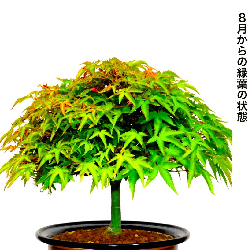 モミジ 盆栽 粘り良し モミジ 盆栽 粘り良し
