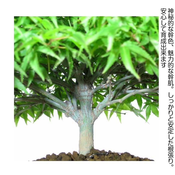 もみじ 盆栽 即日出荷可 清姫もみじ盆栽 曲線美 極上丸笠樹形 : 和心