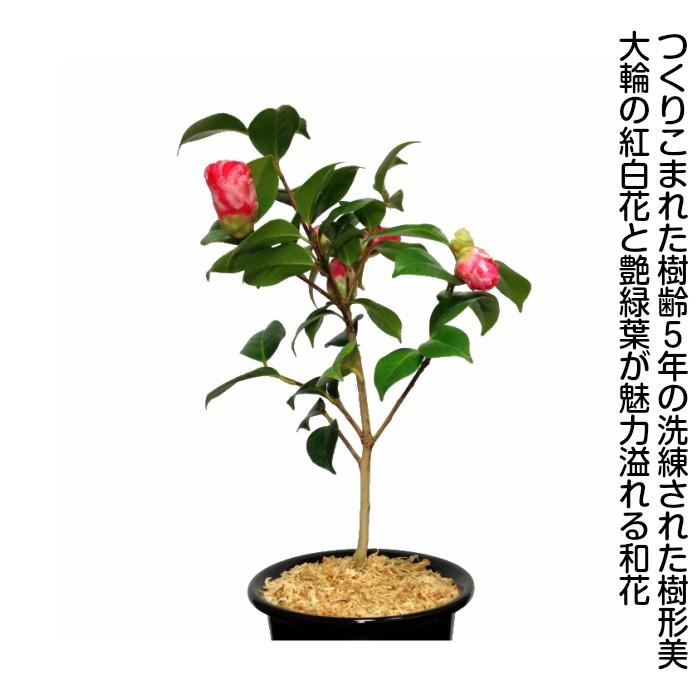 盆栽 椿 岩根絞り 紅白花 室内 趣味 おしゃれ盆栽 ミニ観葉 盆栽 ギフト 誕生日 プレゼント Wb 和心盆栽 通販 Yahoo ショッピング