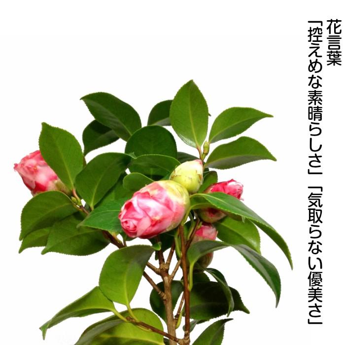 盆栽 椿 岩根絞り 紅白花 室内 趣味 おしゃれ盆栽 ミニ観葉 盆栽 ギフト 誕生日 プレゼント Wb 和心盆栽 通販 Yahoo ショッピング