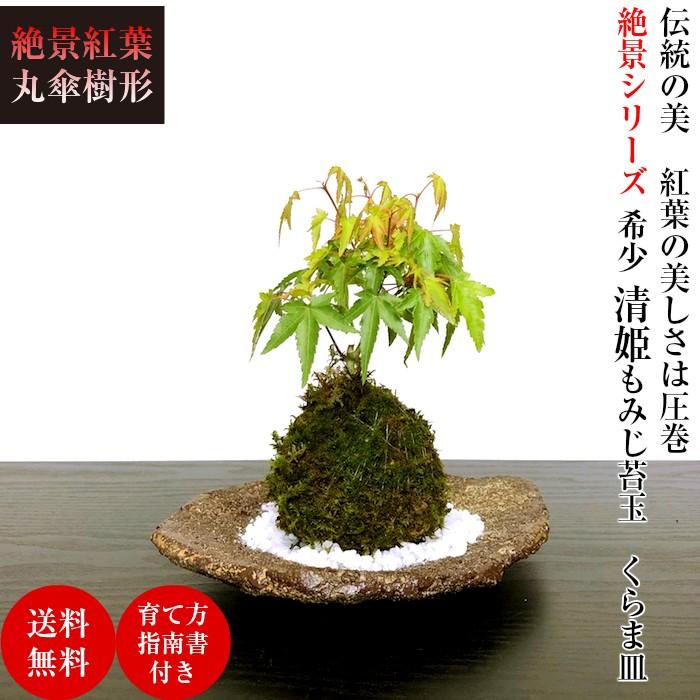 もみじ 盆栽 ミニ 室内 初心者 おしゃれ盆栽 ギフト プレゼント 癒し 植物 趣味 Wb00152 和心盆栽 通販 Yahoo ショッピング