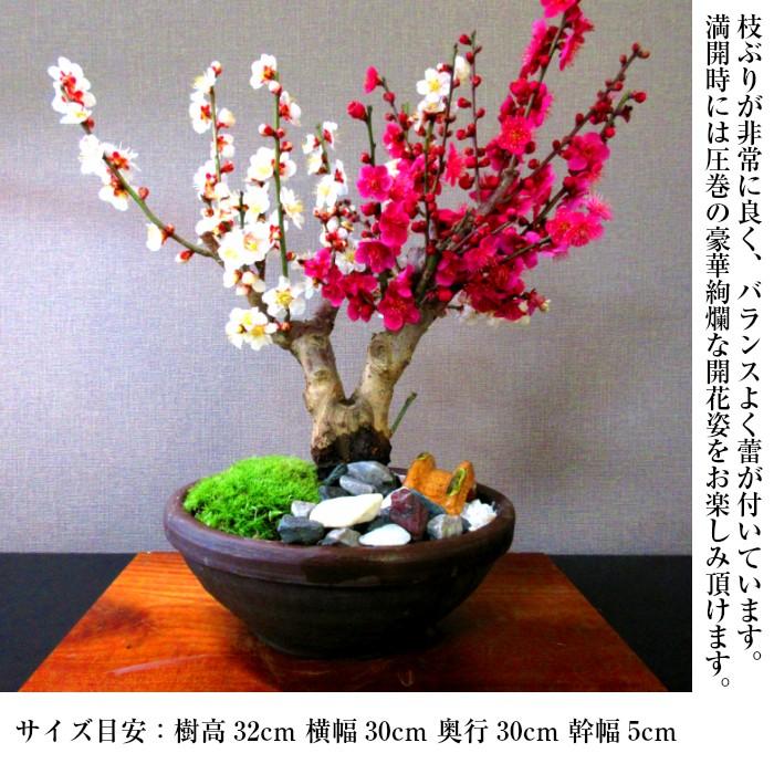 盆栽 梅 紅白梅 室内 初心者 おしゃれ盆栽 癒し 植物 フラワー 盆栽 梅 紅白梅 室内 初心者 おしゃれ盆栽 癒し 植物 フラワー