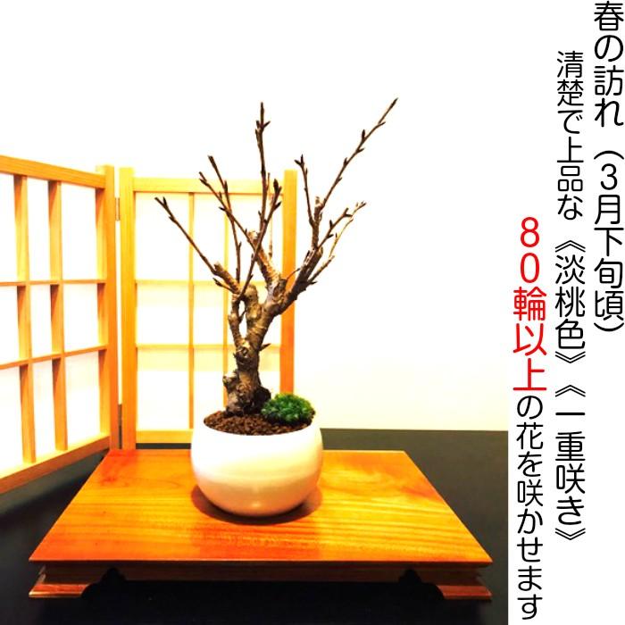 盆栽 桜 雅桜sakura Sランク特上 極太幹の中輪一重咲き 樹齢3年 盆栽 桜 雅桜sakura Sランク特上 極太幹の中輪一重咲き 樹齢3年