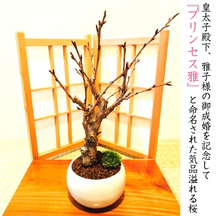 盆栽 桜 雅桜sakura Sランク特上 極太幹の中輪一重咲き 樹齢3年 盆栽 桜 雅桜sakura Sランク特上 極太幹の中輪一重咲き 樹齢3年