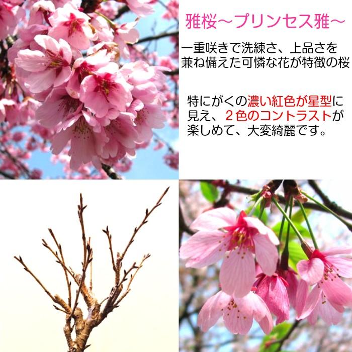 盆栽 桜 雅桜sakura Sランク特上 極太幹の中輪一重咲き 樹齢3年 高級手作り四日市鉢 艶白丸3 5号鉢 Wb001 和心盆栽 通販 Yahoo ショッピング