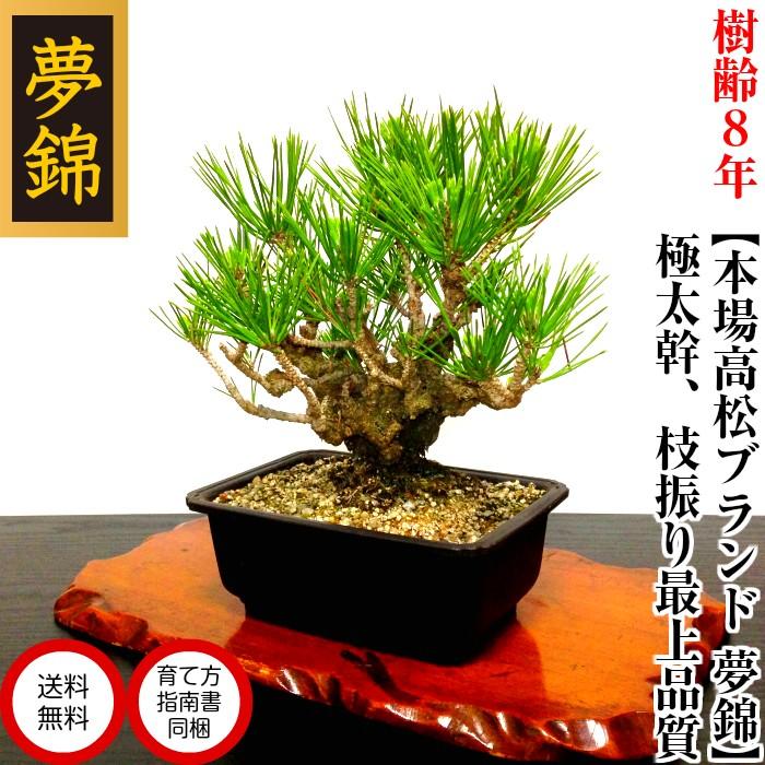 盆栽 松 錦松 樹齢8年 渾身の傑作 極太幹の本場高松「夢錦 盆栽 松 錦松 樹齢8年 渾身の傑作 極太幹の本場高松「夢錦