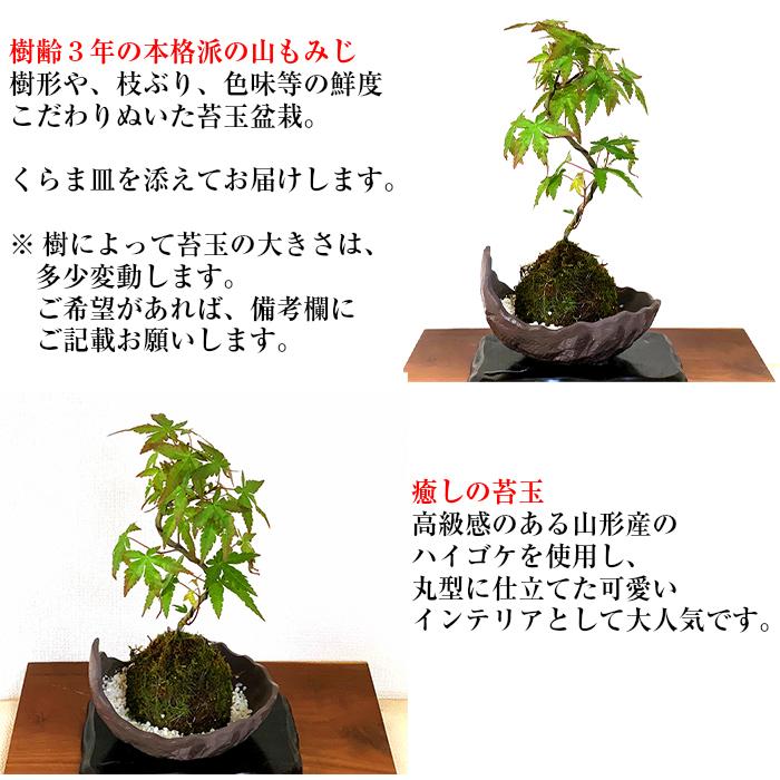 もみじ苔玉 盆栽 室内 初心者 癒し ミニ盆栽 おしゃれ ミニ観葉 もみじ苔玉 盆栽 室内 初心者 癒し ミニ盆栽 おしゃれ ミニ観葉