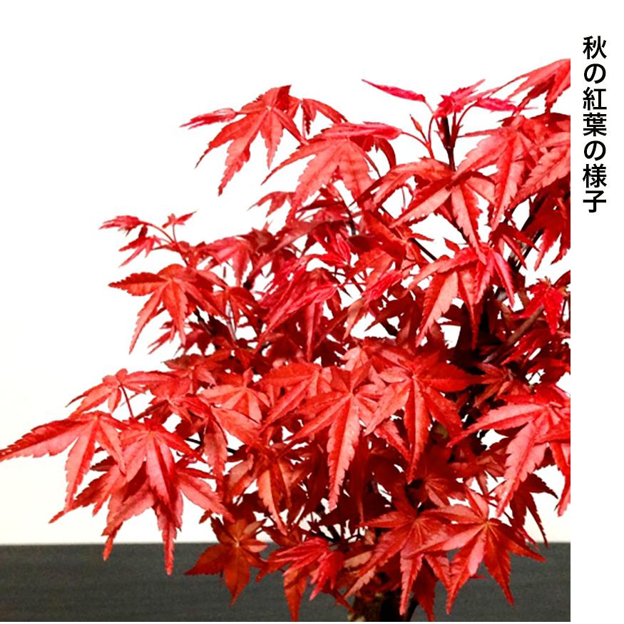 もみじ苔玉 盆栽 室内 初心者 癒し ミニ盆栽 おしゃれ ミニ観葉 もみじ苔玉 盆栽 室内 初心者 癒し ミニ盆栽 おしゃれ ミニ観葉