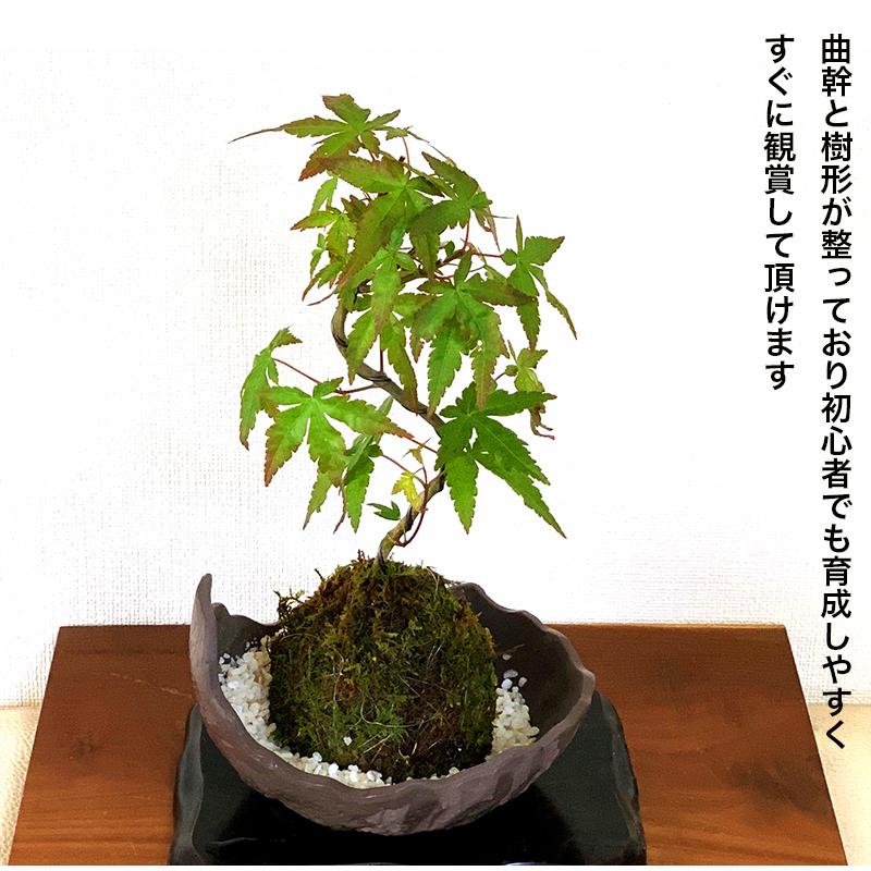 73 以上節約 盆栽 苔玉 ｖｅｒ ミニ樹木 品種おまかせ ３個 観葉植物 コケ玉 Rmladv Com Br