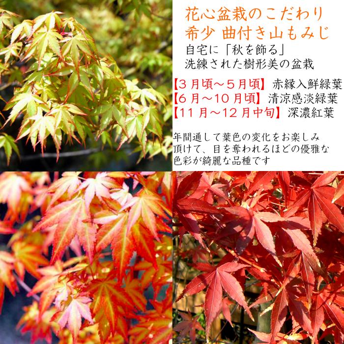 もみじ苔玉 盆栽 室内 初心者 癒し ミニ盆栽 おしゃれ ミニ観葉 ギフト