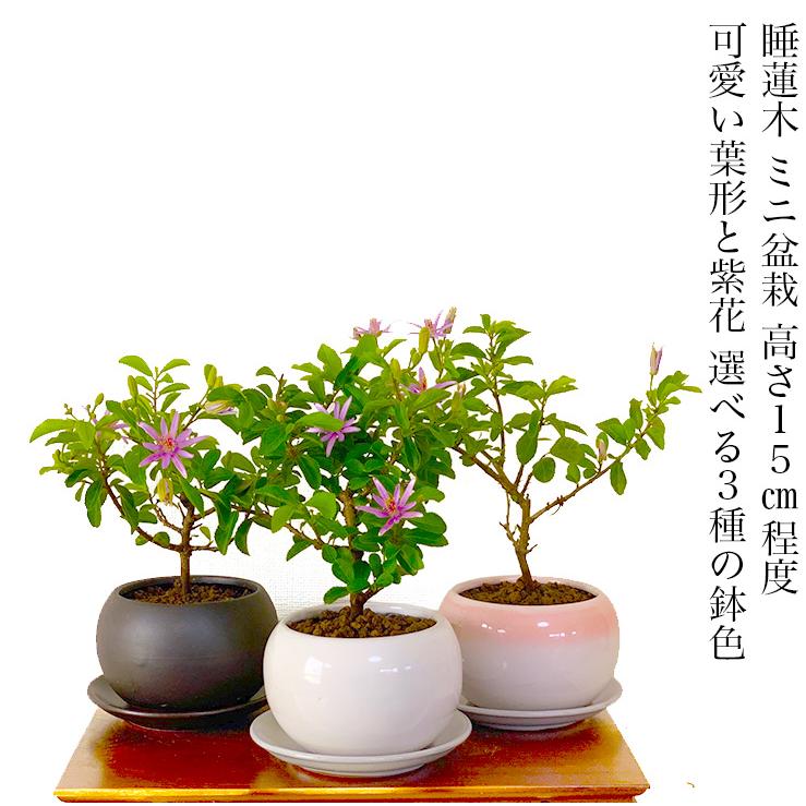 盆栽 睡蓮木 スイレンボク ミニ盆栽 紫色の花 育て方指南書付 室内鑑賞